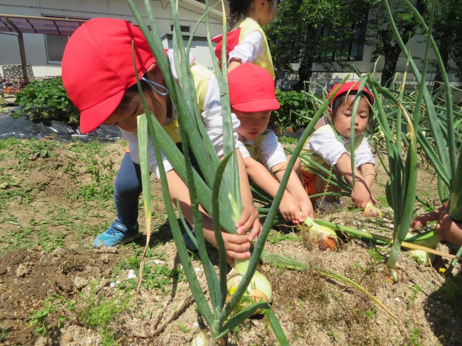 野菜収穫